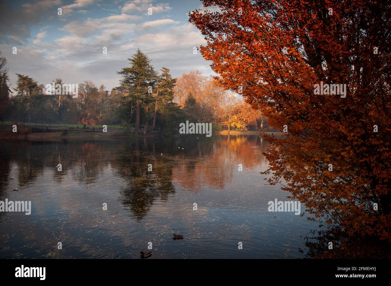 the park and its colorful trees in the fall Stock Photo - Alamy
