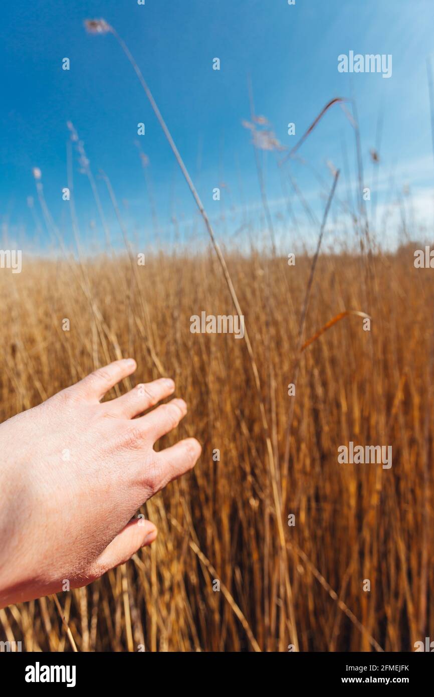 Closeup shot of a man hand on an orange reed in springtime Stock Photo ...