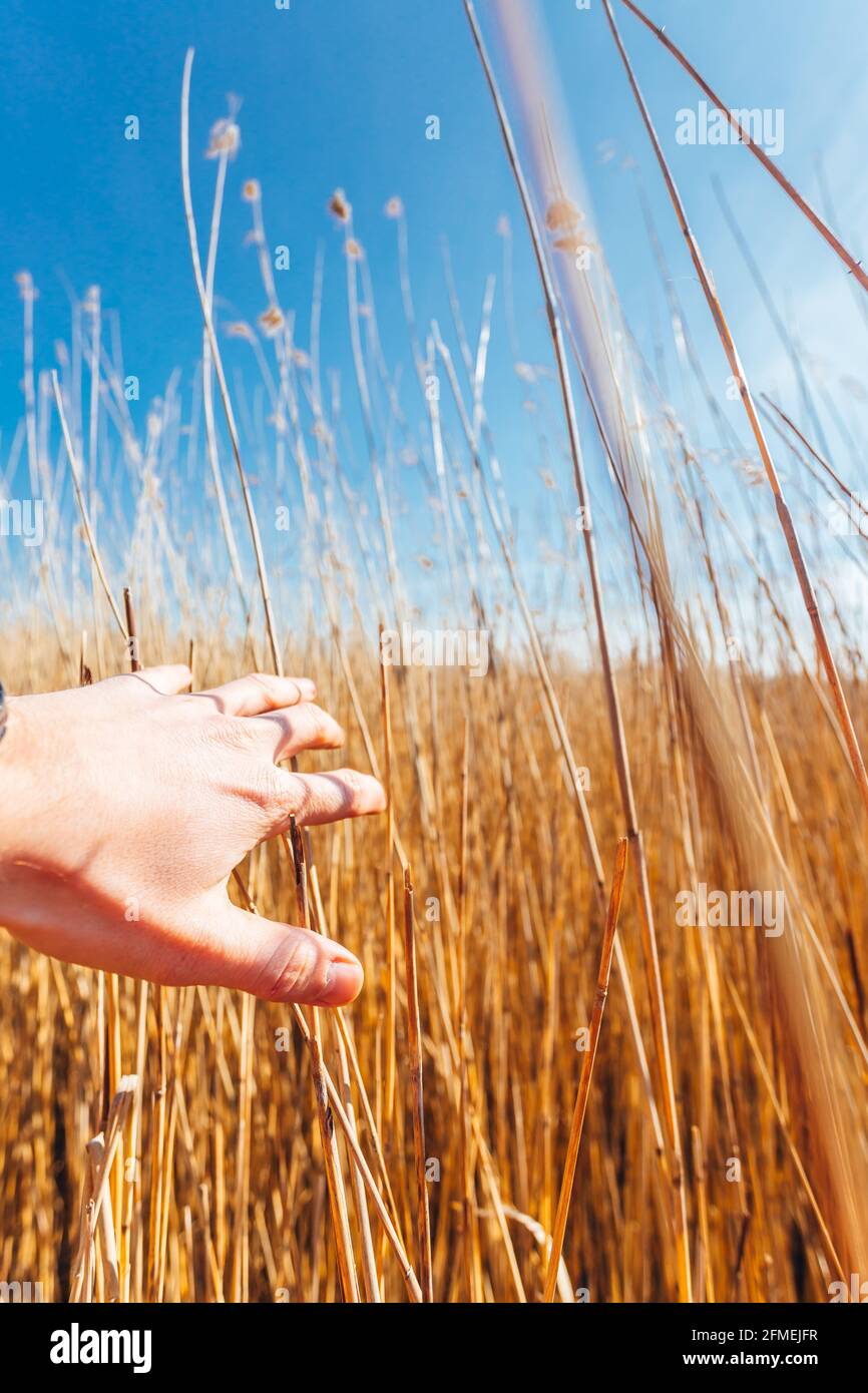 Closeup shot of a man hand on an orange reed in springtime Stock Photo ...