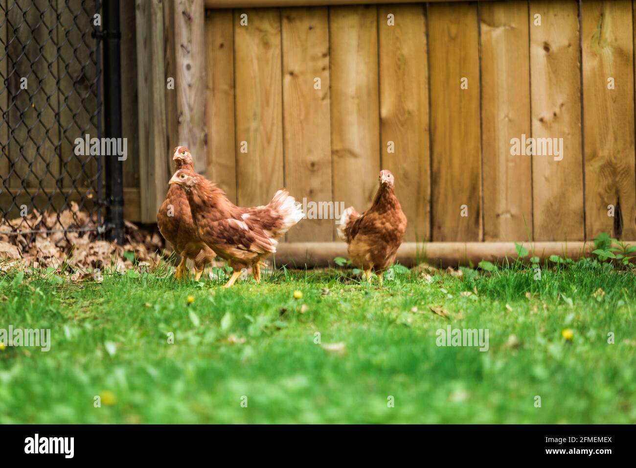 Chickens in suburban backyard Stock Photo Alamy