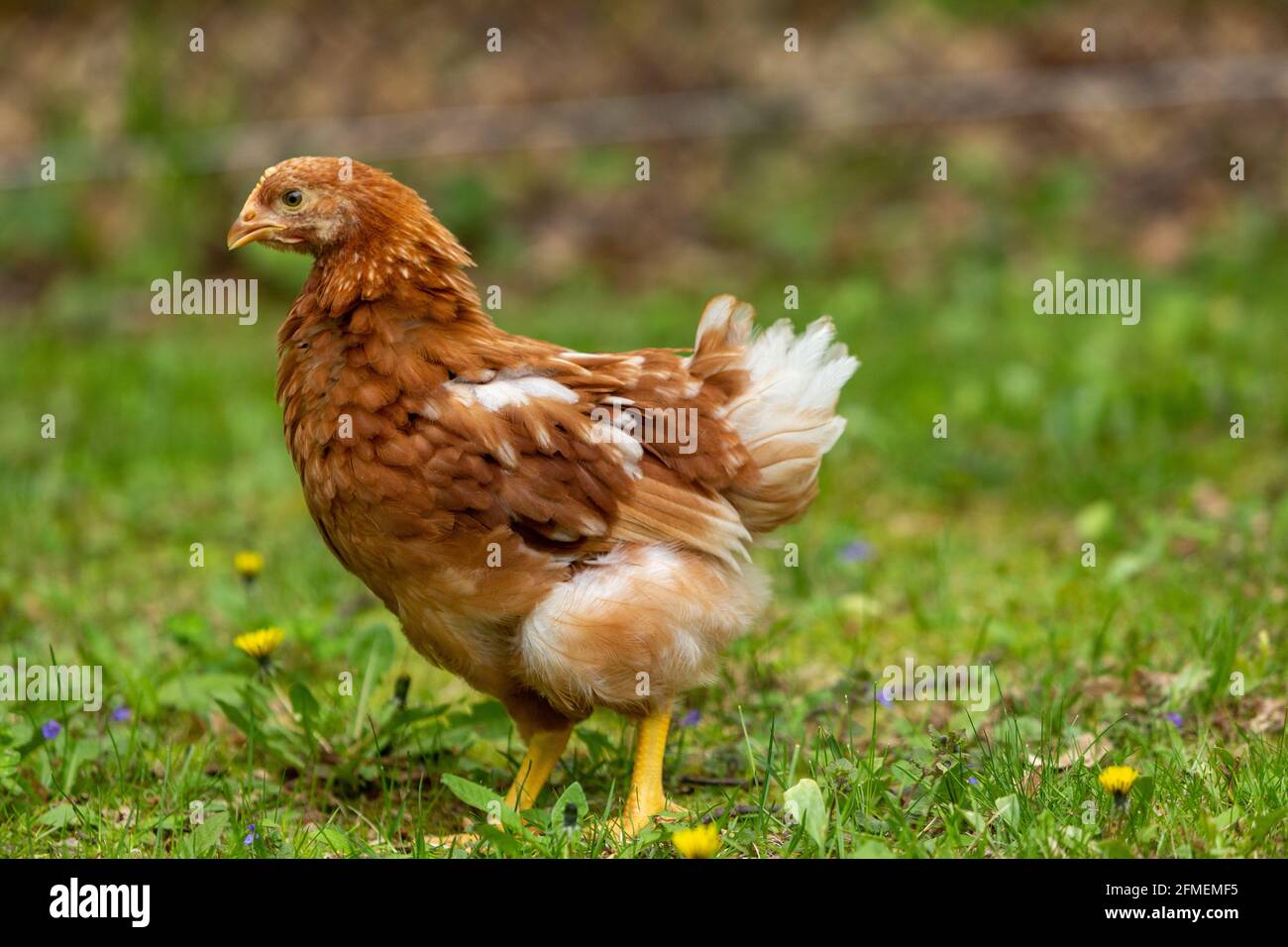 Chickens in suburban backyard Stock Photo Alamy
