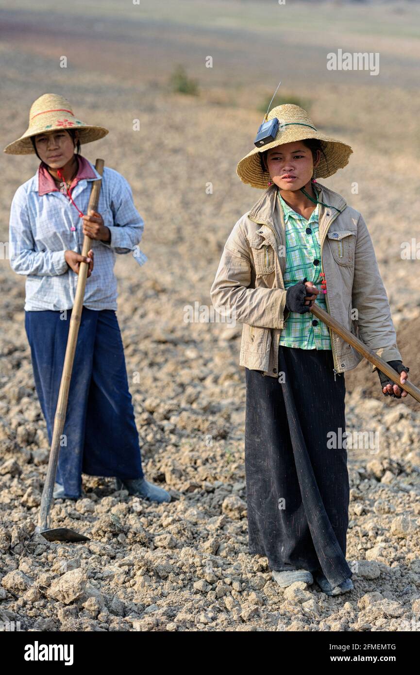 Woman harvesting in a taro root (colocasia esculenta) field, Shan State, Myanmar Stock Photo