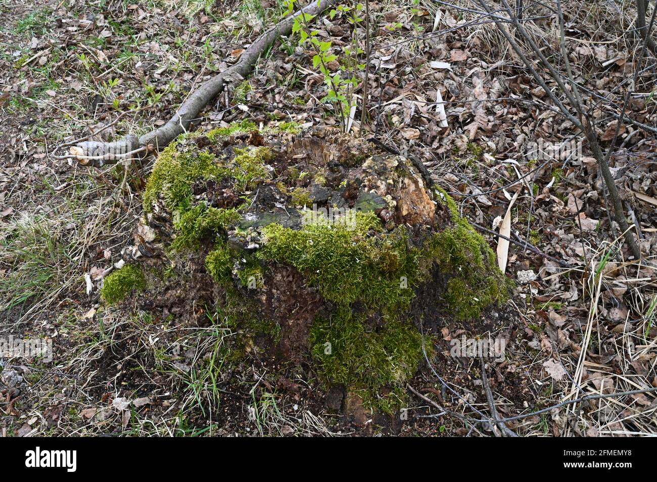 Tree stump overgrown with moss hi-res stock photography and images - Alamy