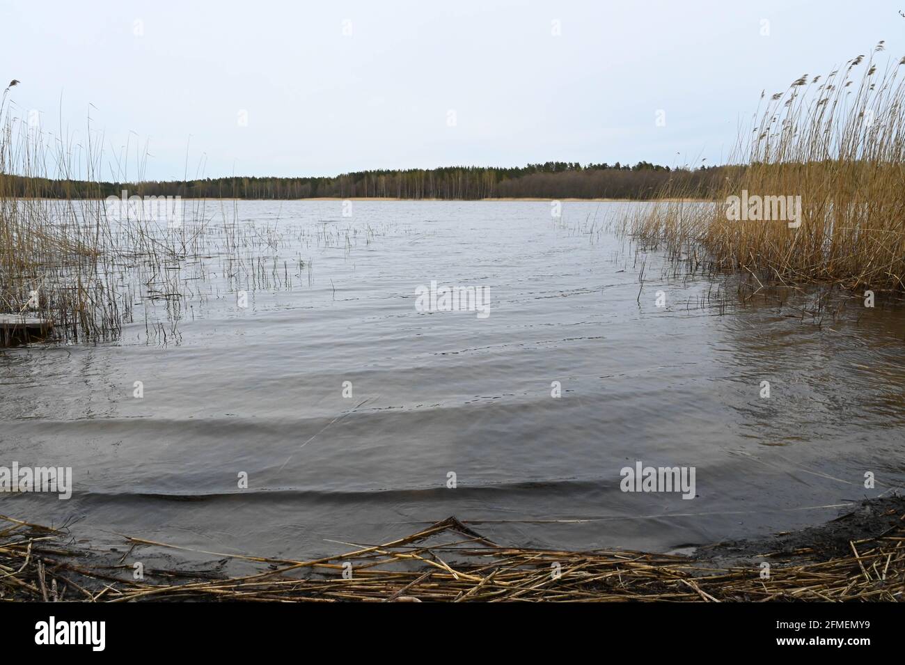 Reed covered lake hires stock photography and images Alamy