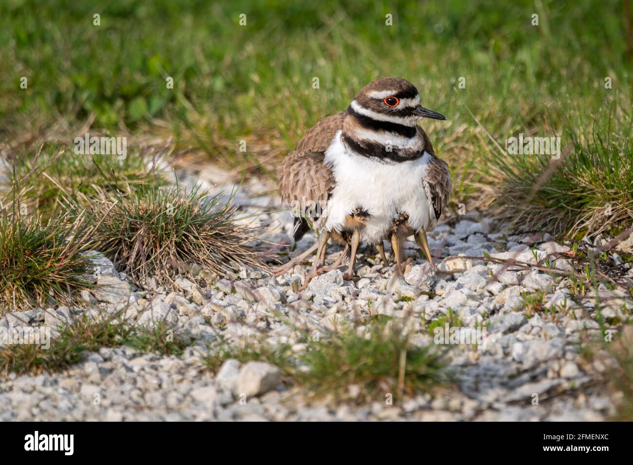 killdeer with young nesting for warmth Stock Photo