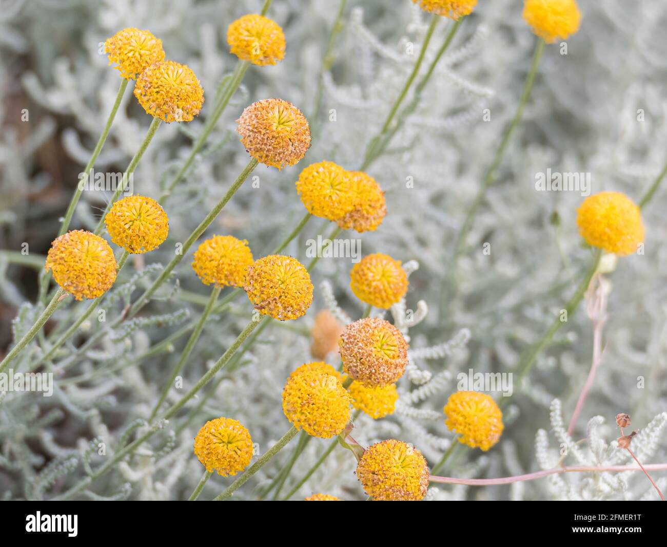 plant cotton lavender with yellow flowers in summer Santolina chamaecyparissus Stock Photo