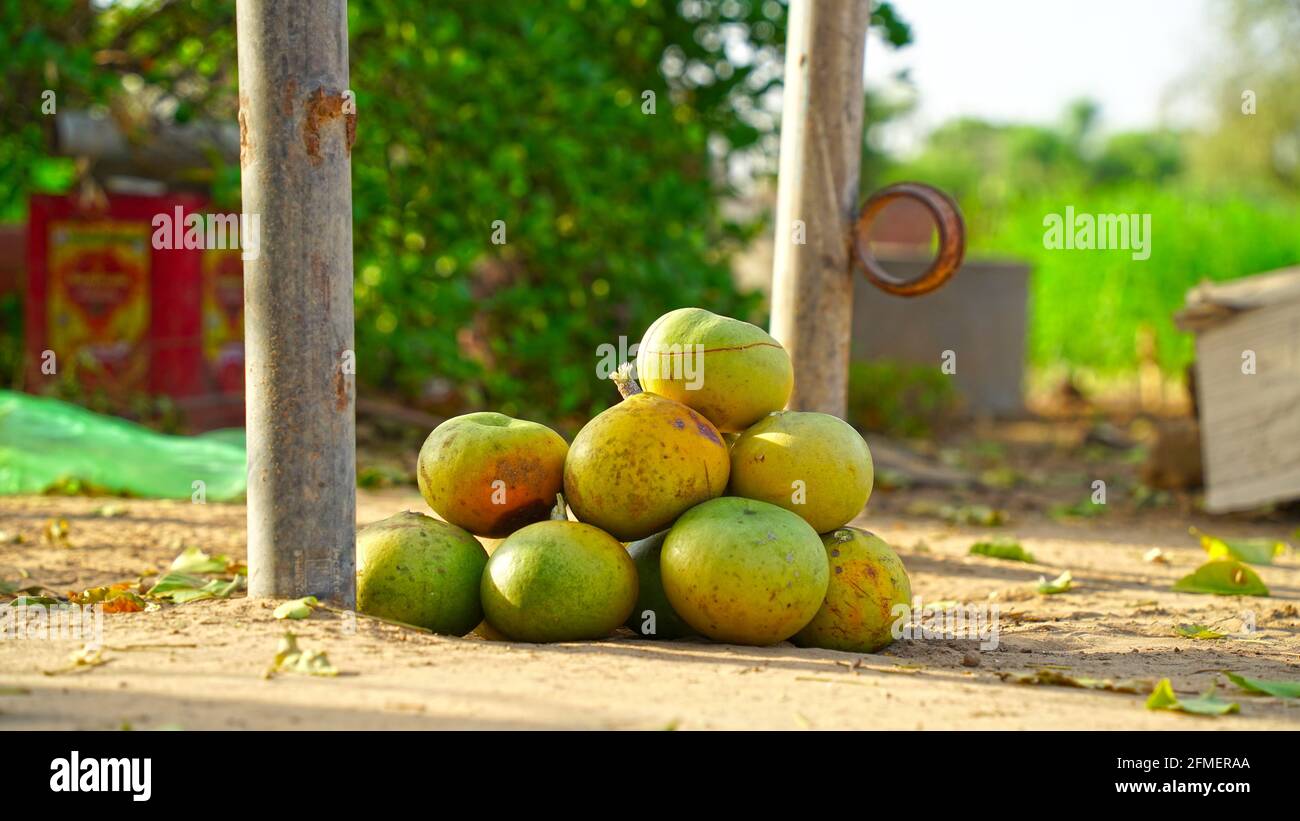 Freshly harvested Aegle marmelos commonly known as bael, also Bengal quince, golden apple, Japanese bitter orange, stone apple or wood apple , on a gr Stock Photo