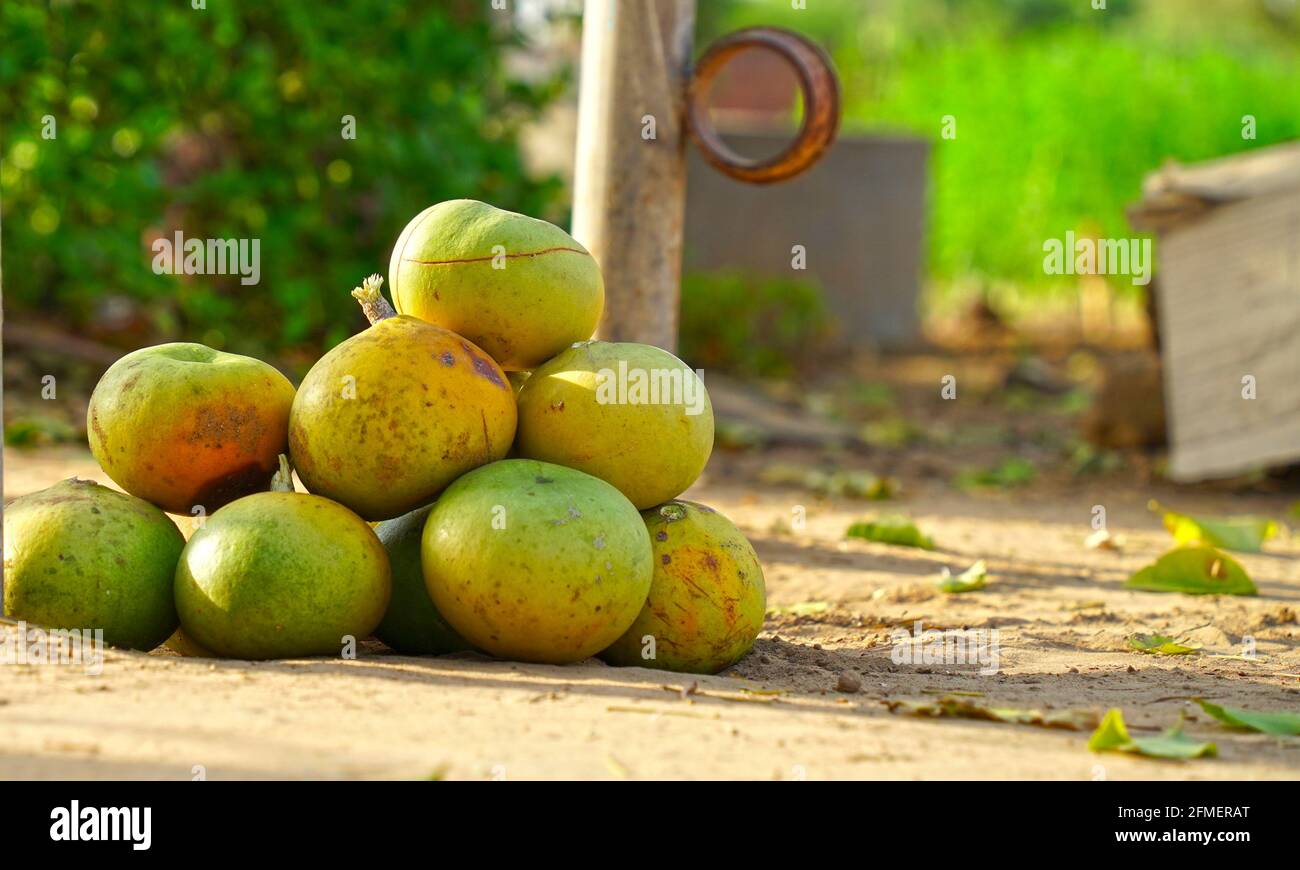 Freshly harvested Aegle marmelos commonly known as bael, also Bengal quince, golden apple, Japanese bitter orange, stone apple or wood apple , on a gr Stock Photo