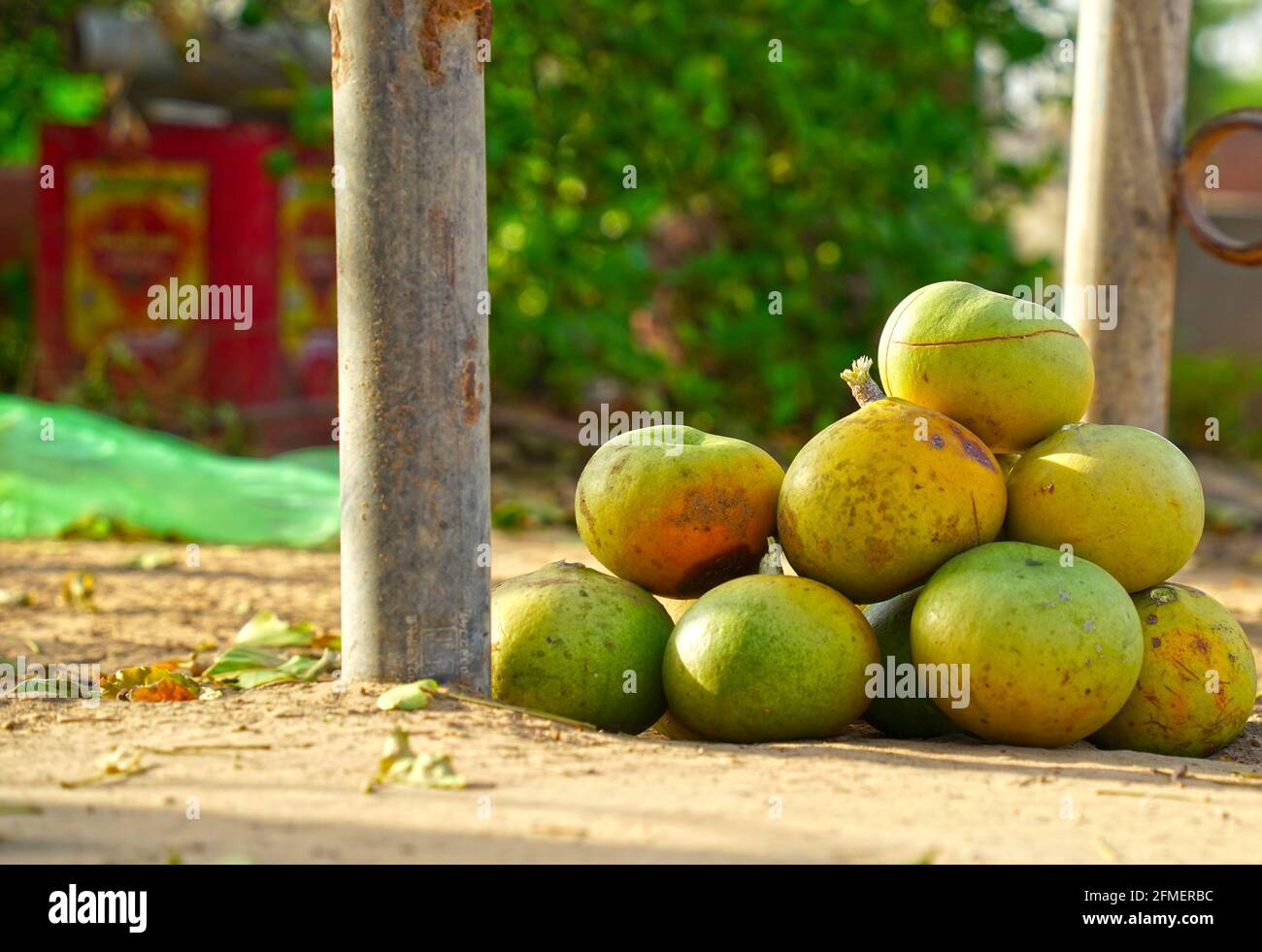 Pile of bael. Freshly harvested Aegle marmelos commonly known as bael, also Bengal quince, golden apple, Japanese bitter orange, stone apple or wood a Stock Photo