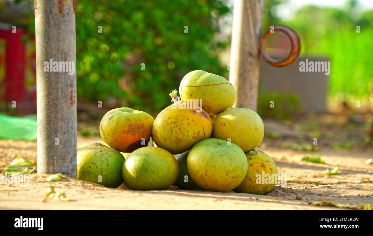 Bael fruits are of dietary use and the fruit pulp is used to prepare delicacies like murabba, puddings and juice. Stock Photo