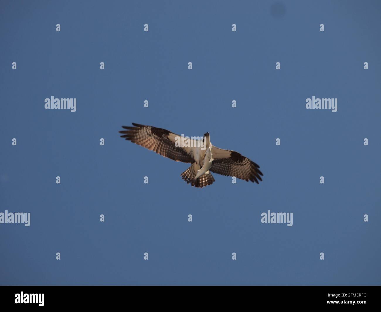 Osprey flying overhead after snagging a fish for dinner. Pandion haliaetus is the binomial name. Stock Photo