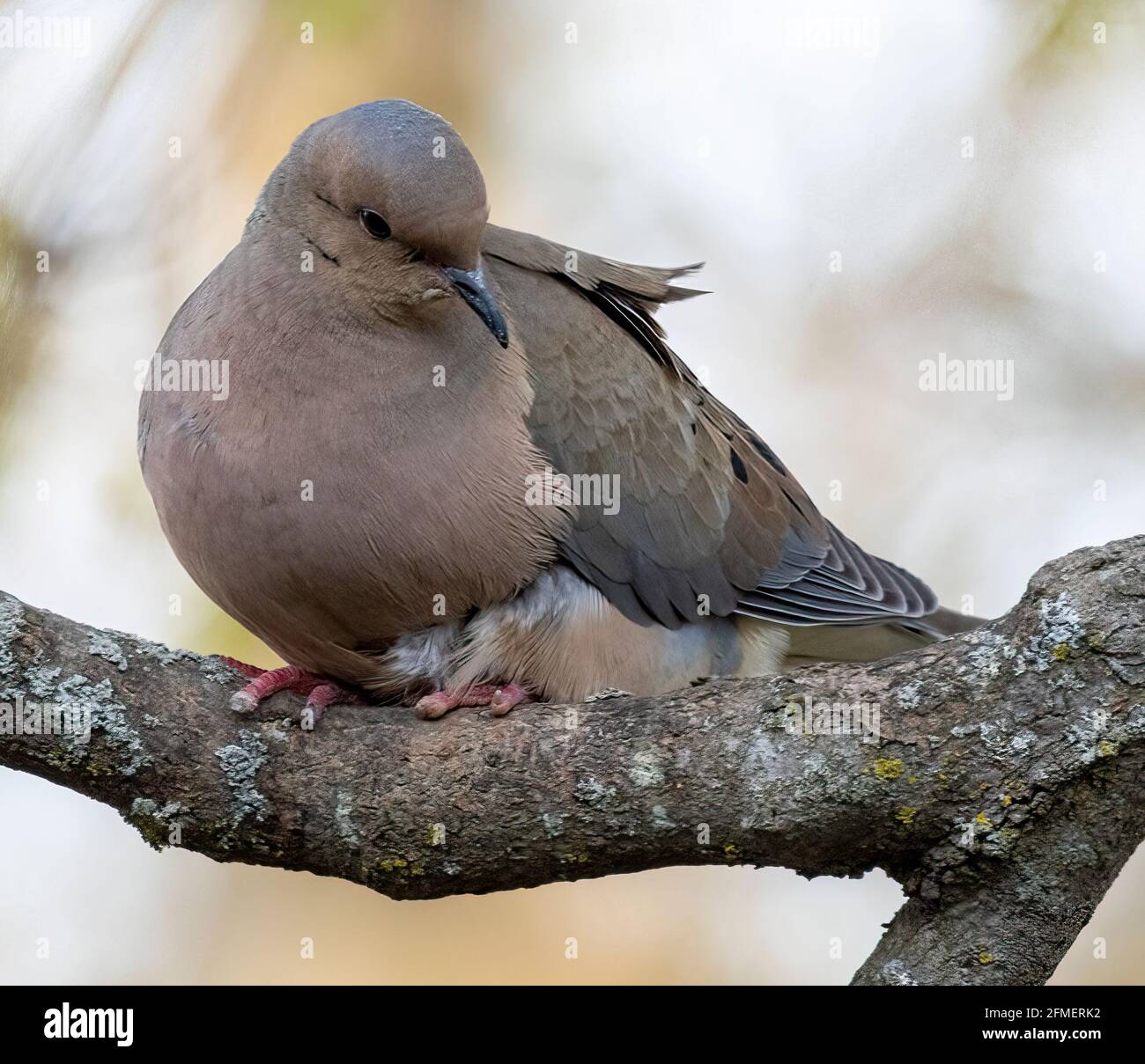 Mourning Dove ( Zenalda Macroura) Perched on Branch Three Quarter View Looking Sideways Stock Photo