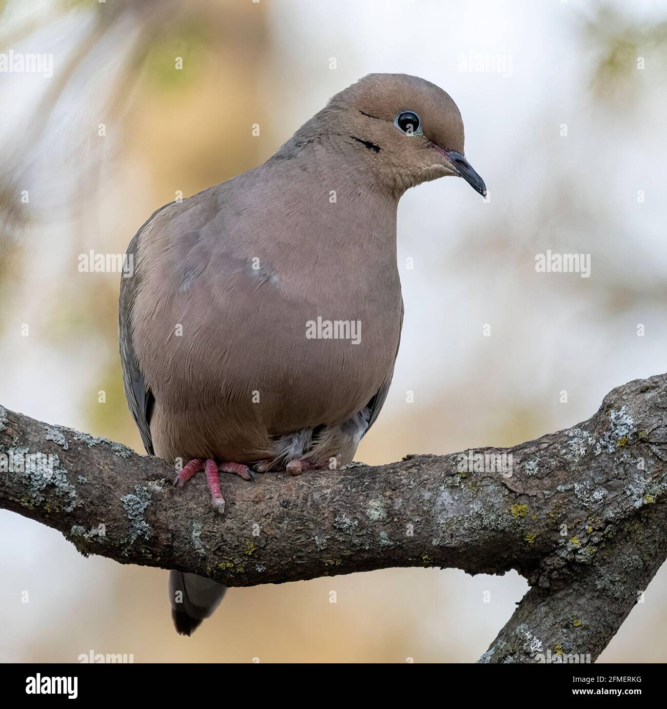 Mourning Dove ( Zenalda Macroura) Perched on Branch Front View Looking Sideways Stock Photo