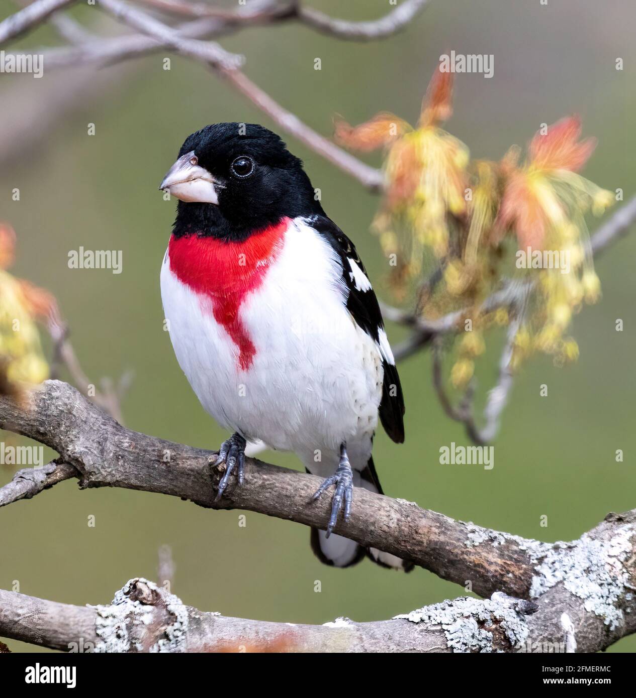 Male Rose Breasted Grosbeak ( Pheucticus ludovicianus) Perched on Branch Front View Stock Photo