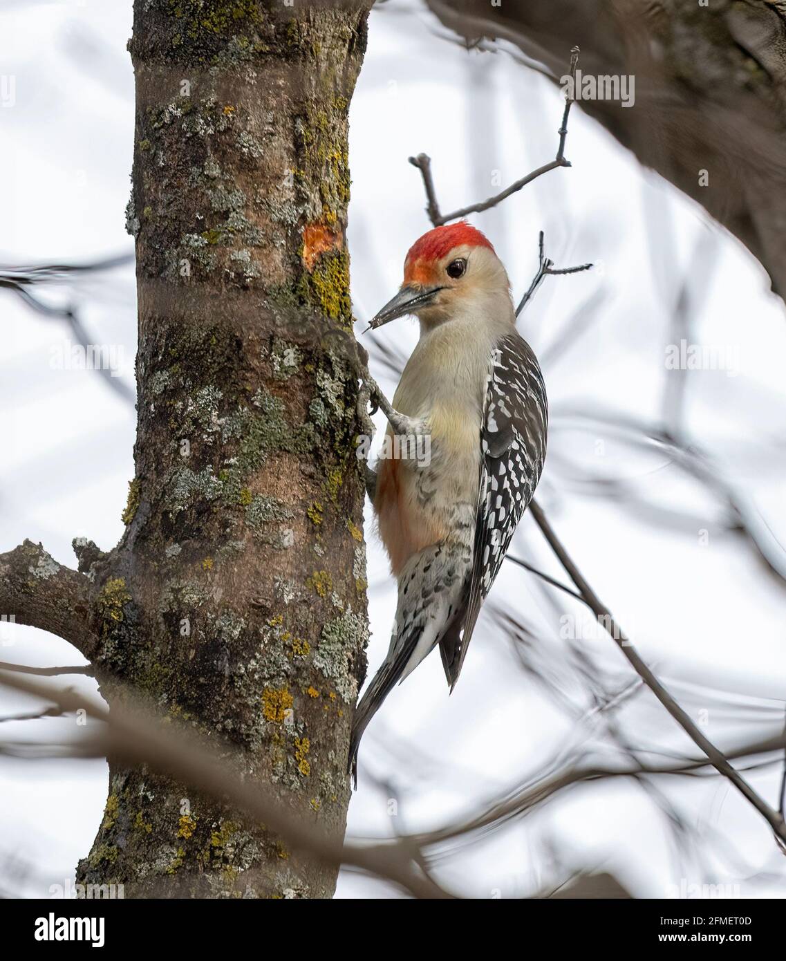 Male Red Bellied Woodpecker ( Melanerpes Carolinus ) Perched On Tree Stock Photo