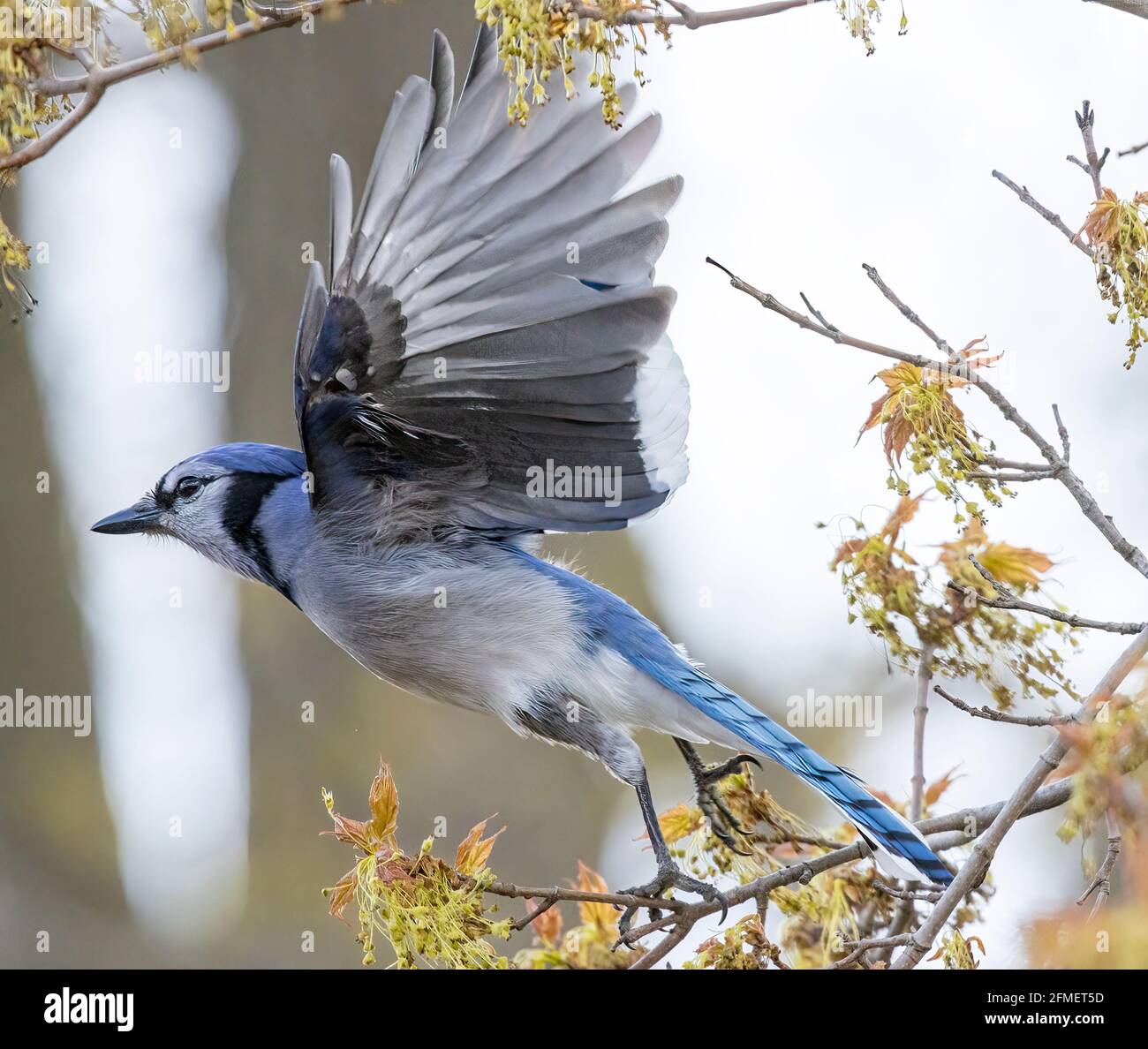 North American Blue Jay ( Cyanocitta Cristata) Taking Off From Tree With Wings Spread In Flight Stock Photo