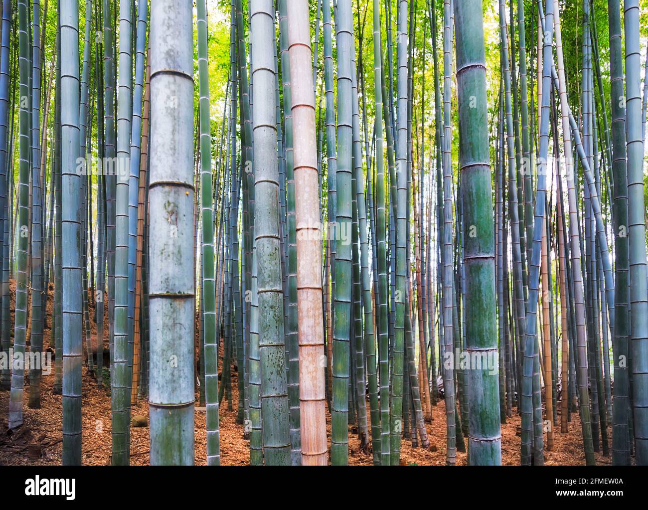 Low section of Bamboo plants in natural bamboo forest - Arashiyama grove of Kyoto city, Japan. Stock Photo