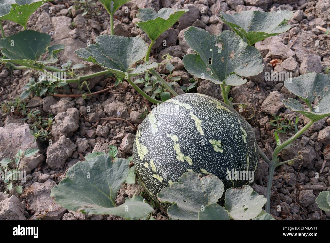 green colored raw pumpkin closeup on firm for harvest Stock Photo - Alamy