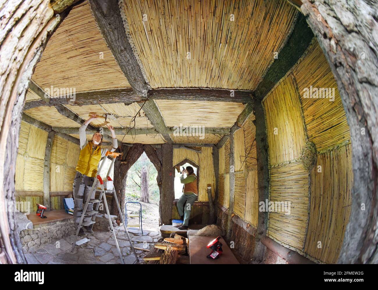 08 May 2021, Saxony-Anhalt, Wörlitz: The graduate restorer Kerstin Klein (l) and the sculptor Katharina Günther apply the last parts of rind boards and reeds to missing parts on the over 230-year-old bark hut in the Wörlitz Park. The small wooden house, also known as the Wurzelhütte, has been extensively restored in the last two years. The Borkenhäuschen served Prince Franz as a private bathhouse for changing clothes before swimming in Lake Wörlitz and is clad on the outside with gnarled oak trunks, slabs and bark. Inside, coffers of elm half-trunks and with hand-woven reed mats and rush braid Stock Photo