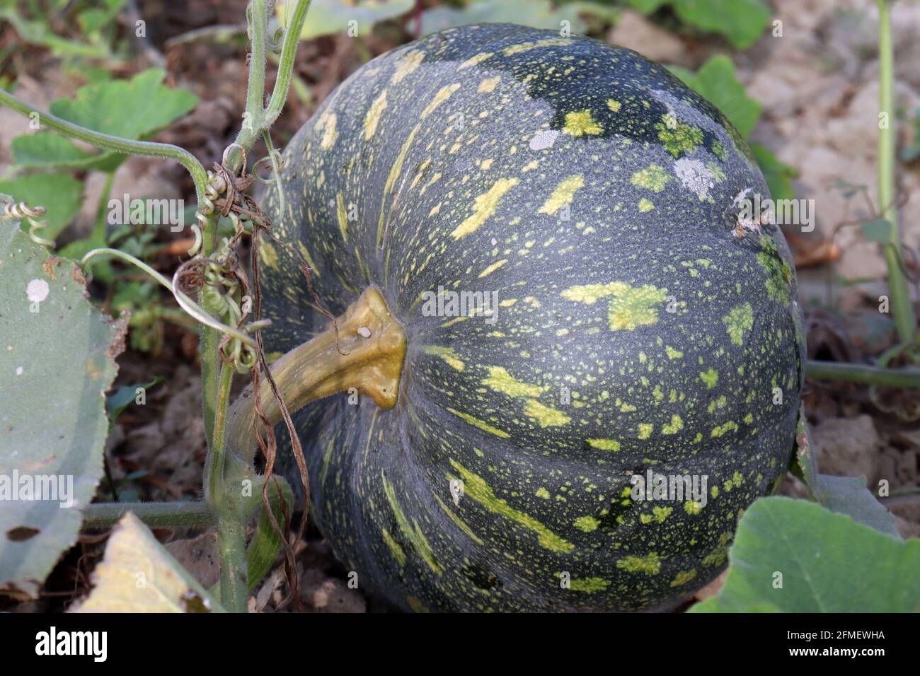 green colored raw pumpkin closeup on firm for harvest Stock Photo - Alamy