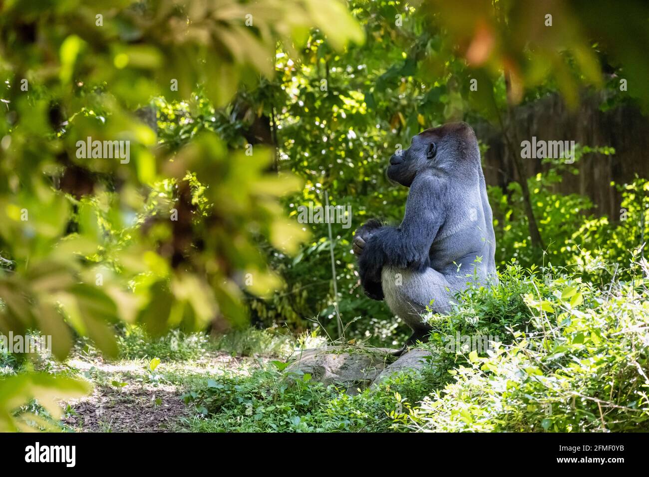 Large silverback Western lowland gorilla at Zoo Atlanta in Atlanta, Georgia. (USA) Stock Photo