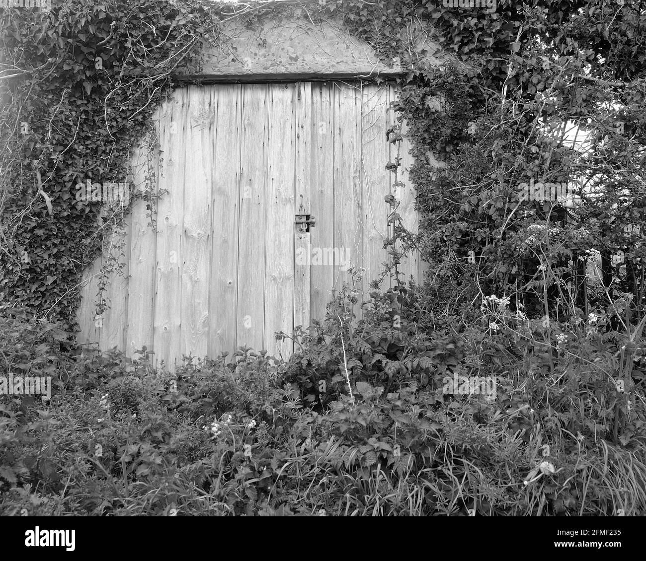 May 2021 Overgrown Wooden Doors For Use As A Background Or Texture 