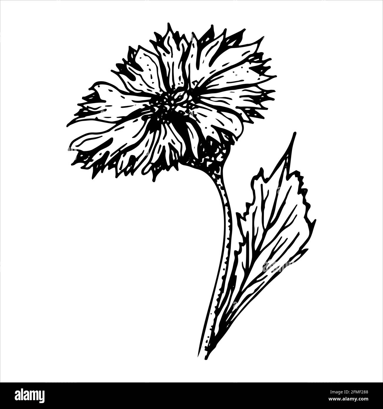 Flower, black and white illustration Stock Vector Image & Art Alamy