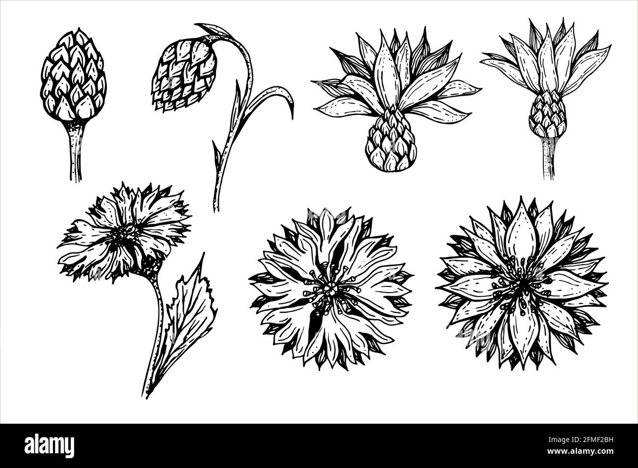 Set with flower phases Stock Vector