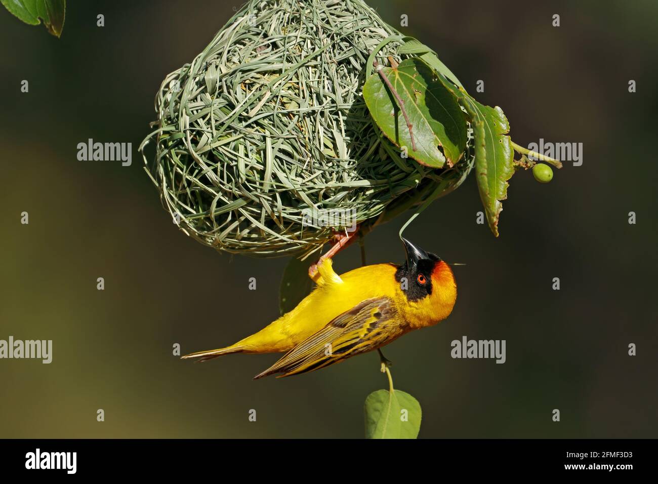 A male lesser masked weaver (Ploceus intermedius) hanging below its nest, South Africa Stock Photo