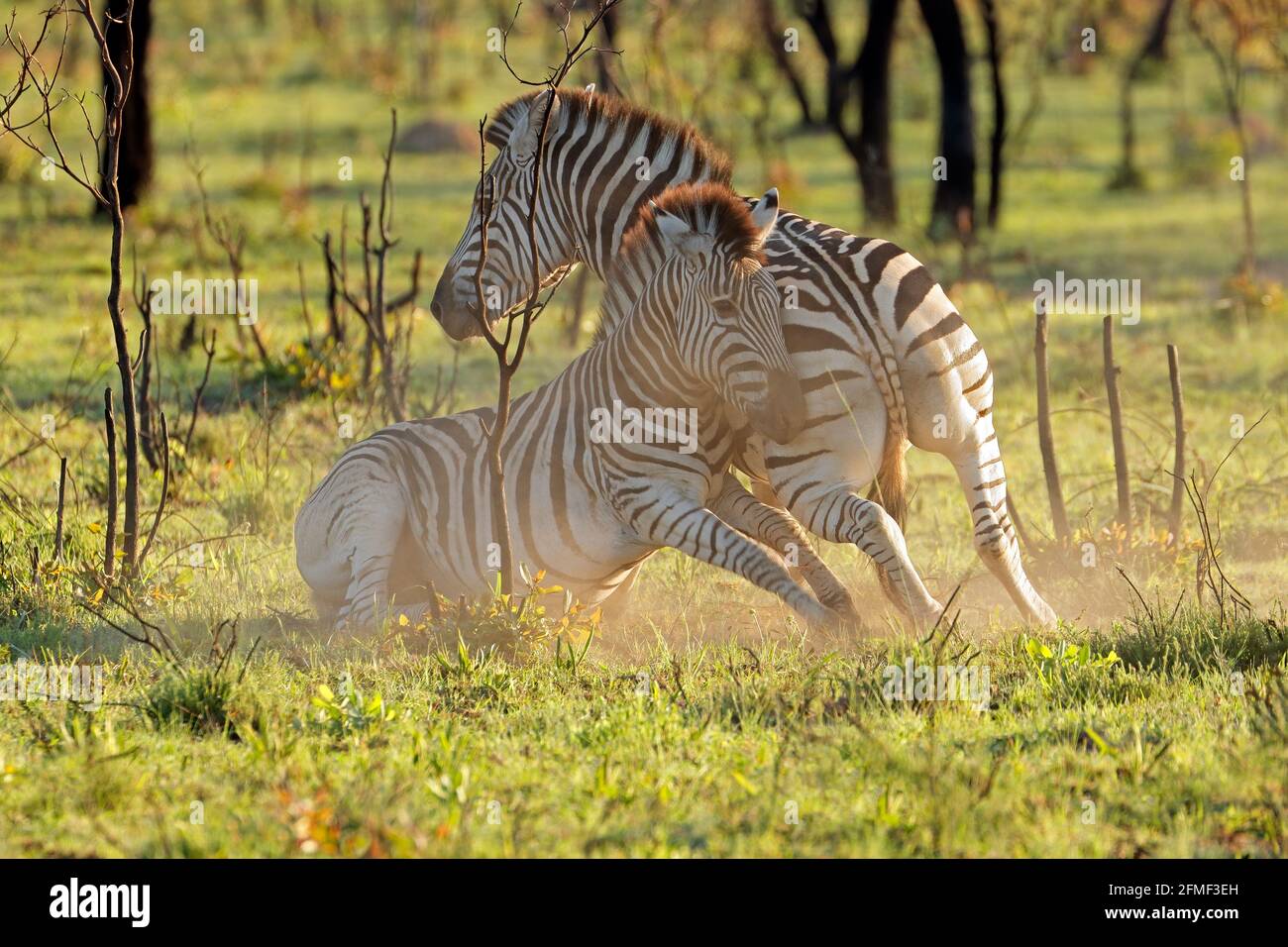 Two plains zebra stallions (Equus burchelli) fighting, South Africa Stock Photo