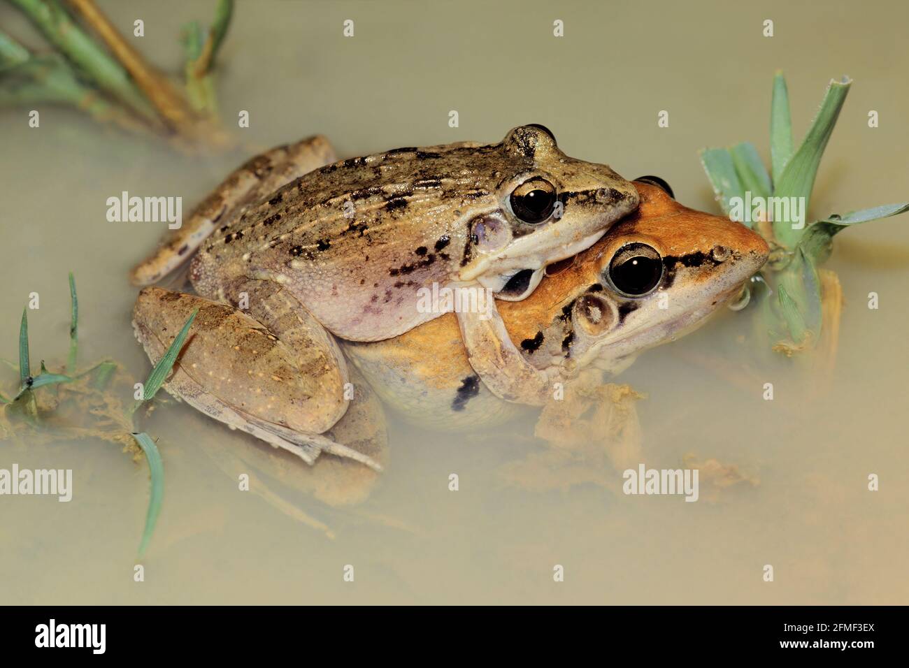 A pair of plain grass frogs (Ptychadena anchietae) mating in shallow water, South Africa Stock Photo