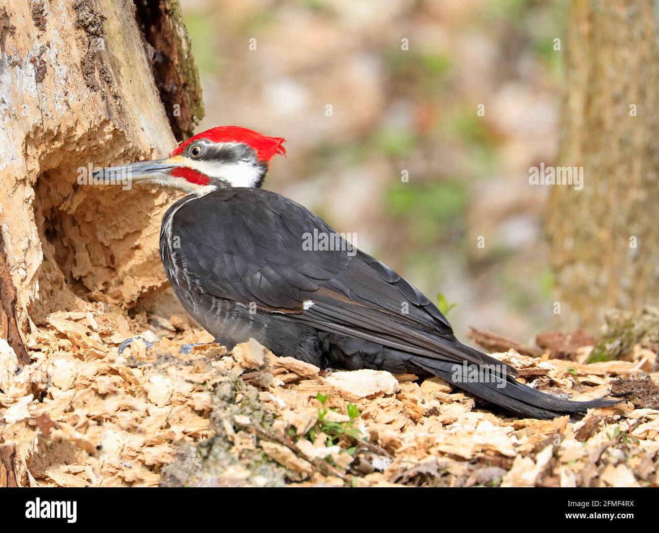 Pileated woodpecker cut out a hole on a tree trunk into the forest, Quebec, Canada Stock Photo