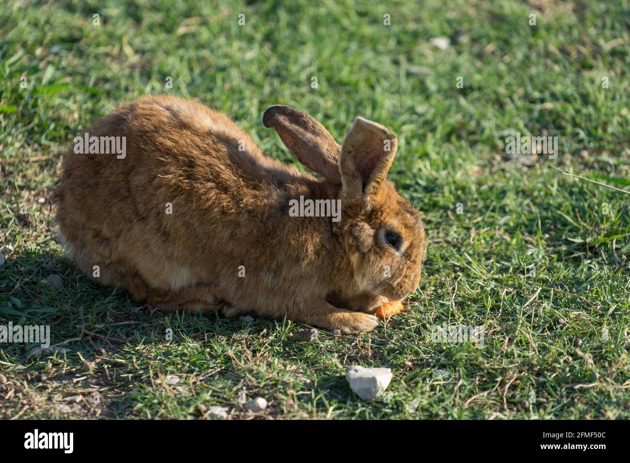 red rabbit on green grass in Sunny day Stock Photo