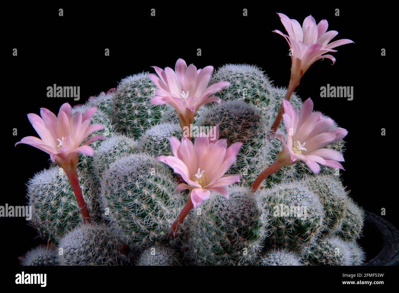 close up pink flower of rebutia cactus against dark background Stock Photo