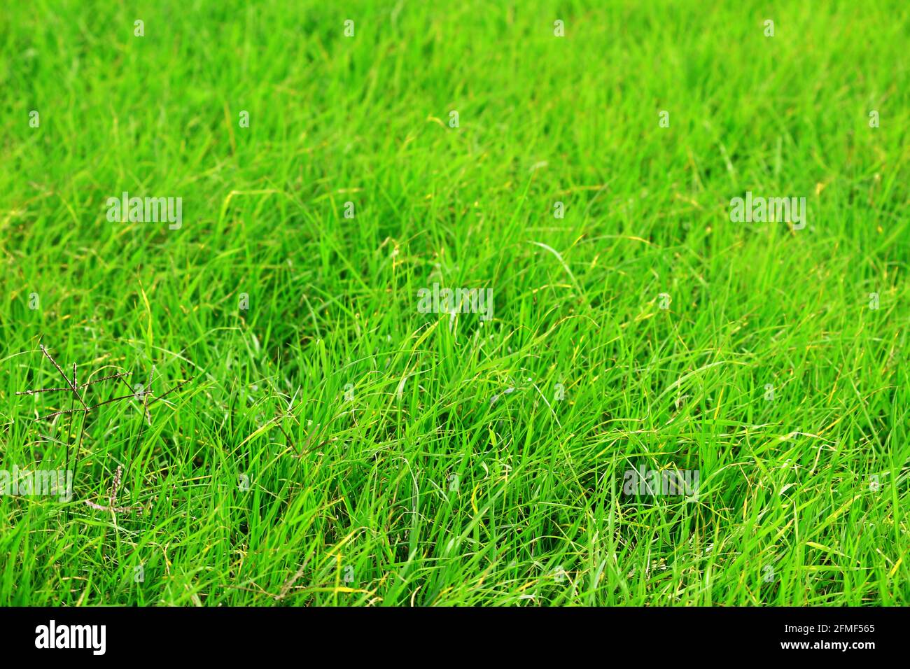 Close Up photo on green lawn as background material Stock Photo - Alamy
