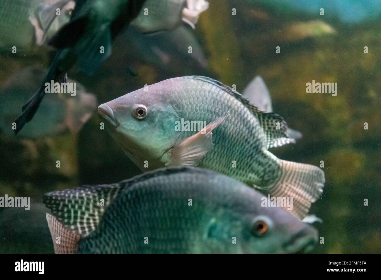 Aquarium fish on the background of artificial rocks and vegetation ...