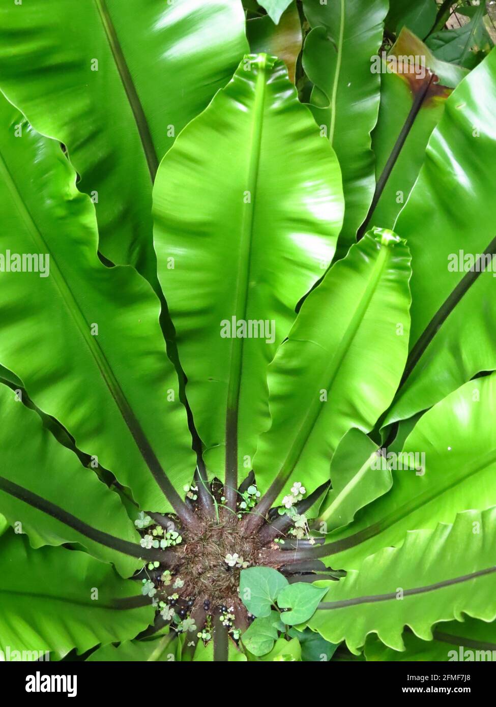 A top view of birds nest fern plant Stock Photo Alamy