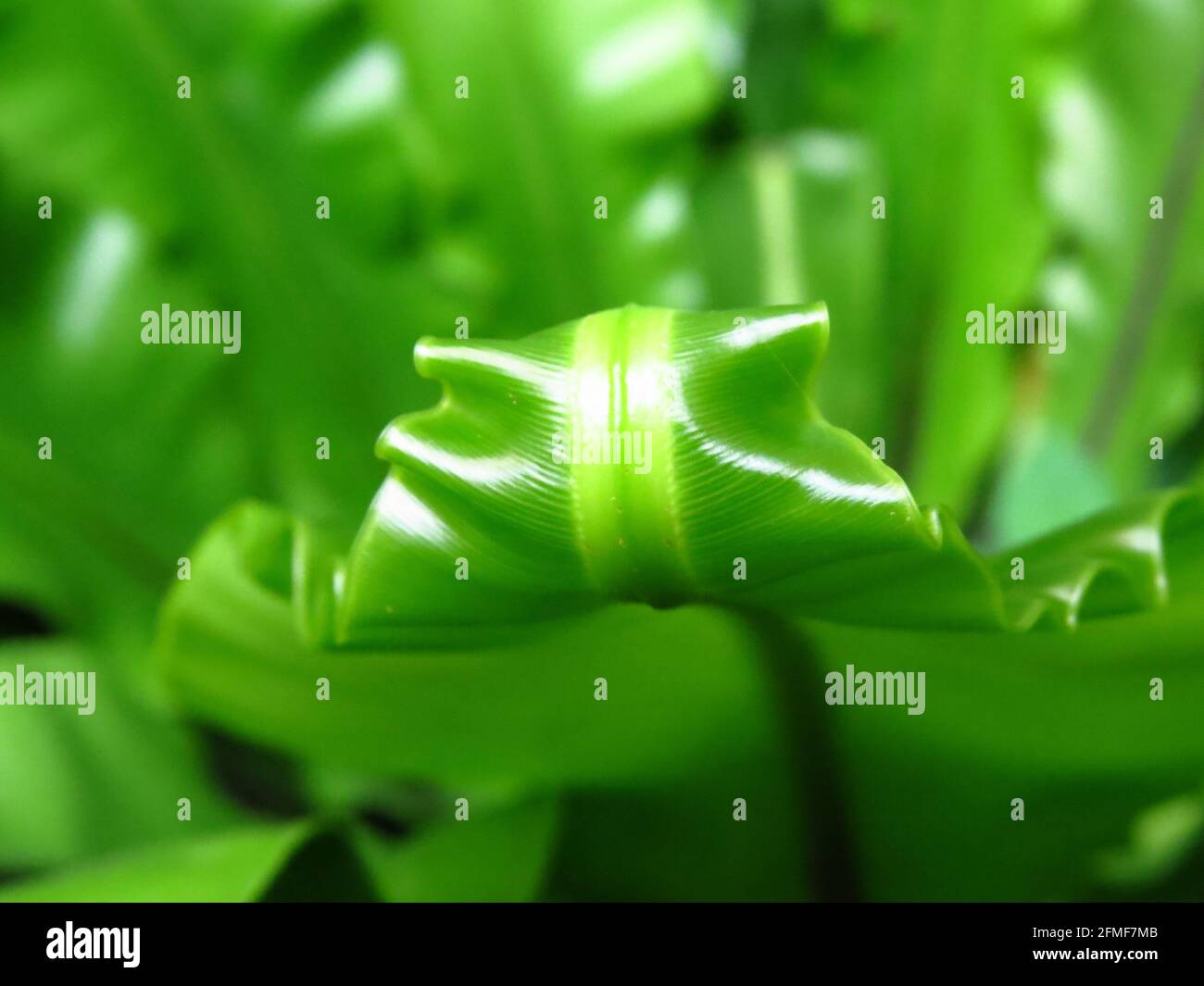 Birds nest fern plant hi-res stock photography and images - Alamy