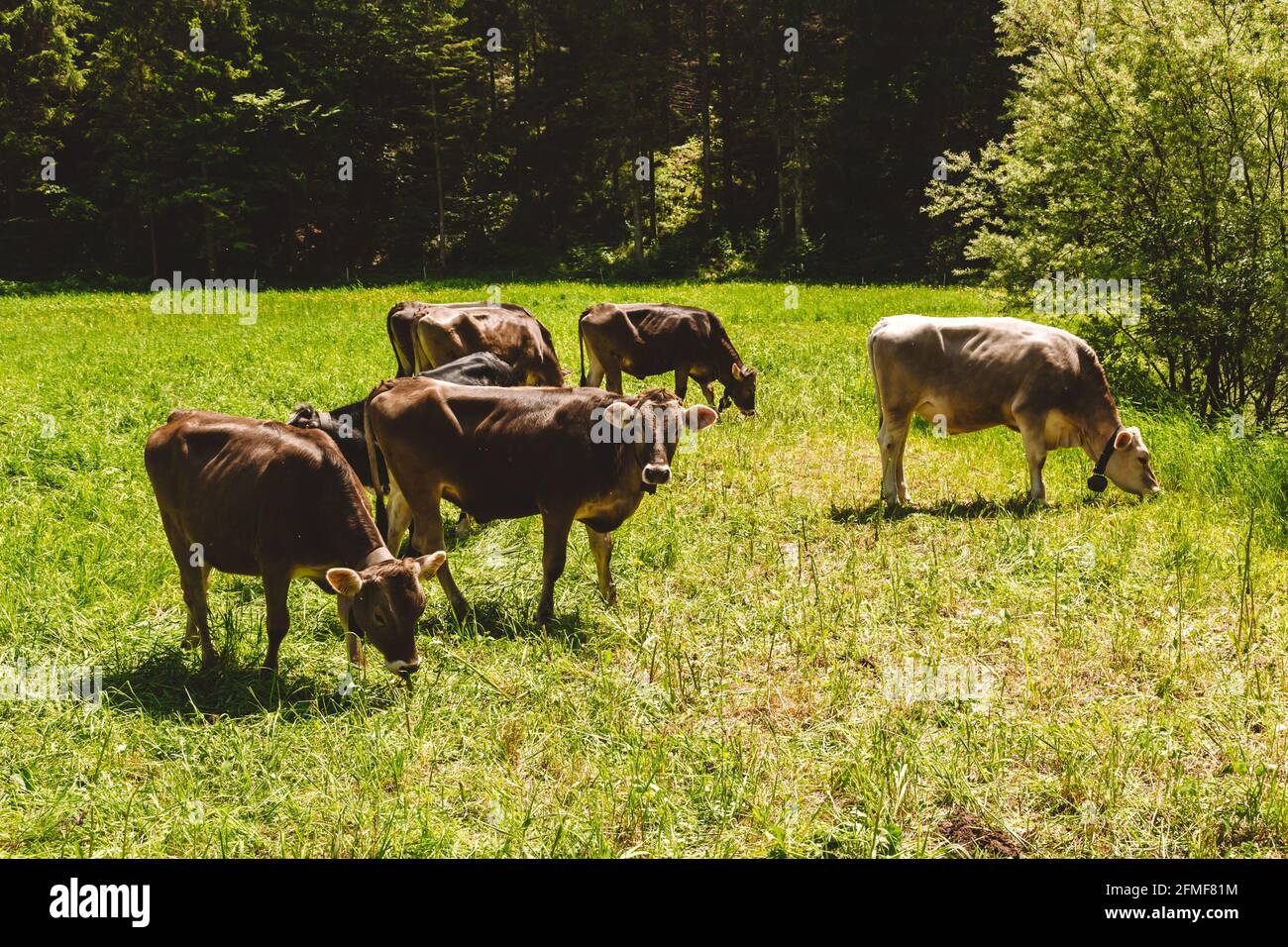 A cows grazing on the green meadow Stock Photo - Alamy