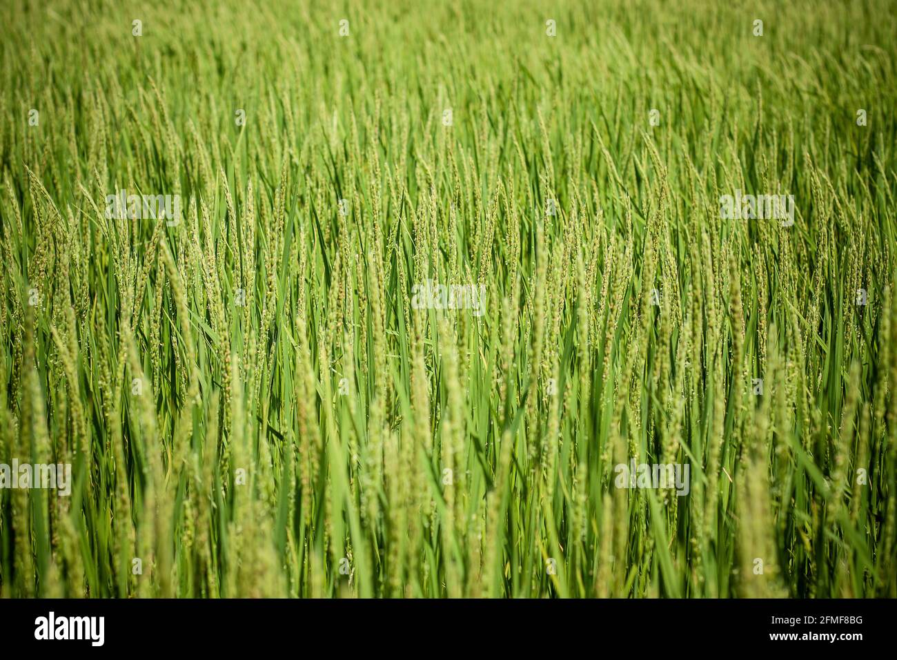 Rice plants in green color covering the entire frame and with shallow depth of field Stock Photo