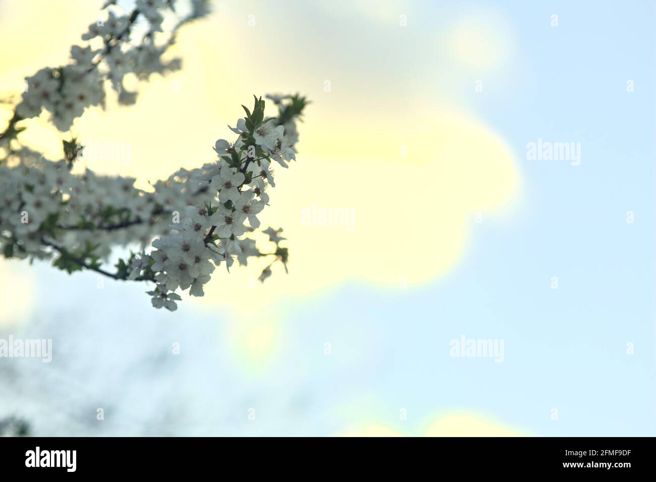 Plum tree in bloom with the sky as backdrop Stock Photo - Alamy