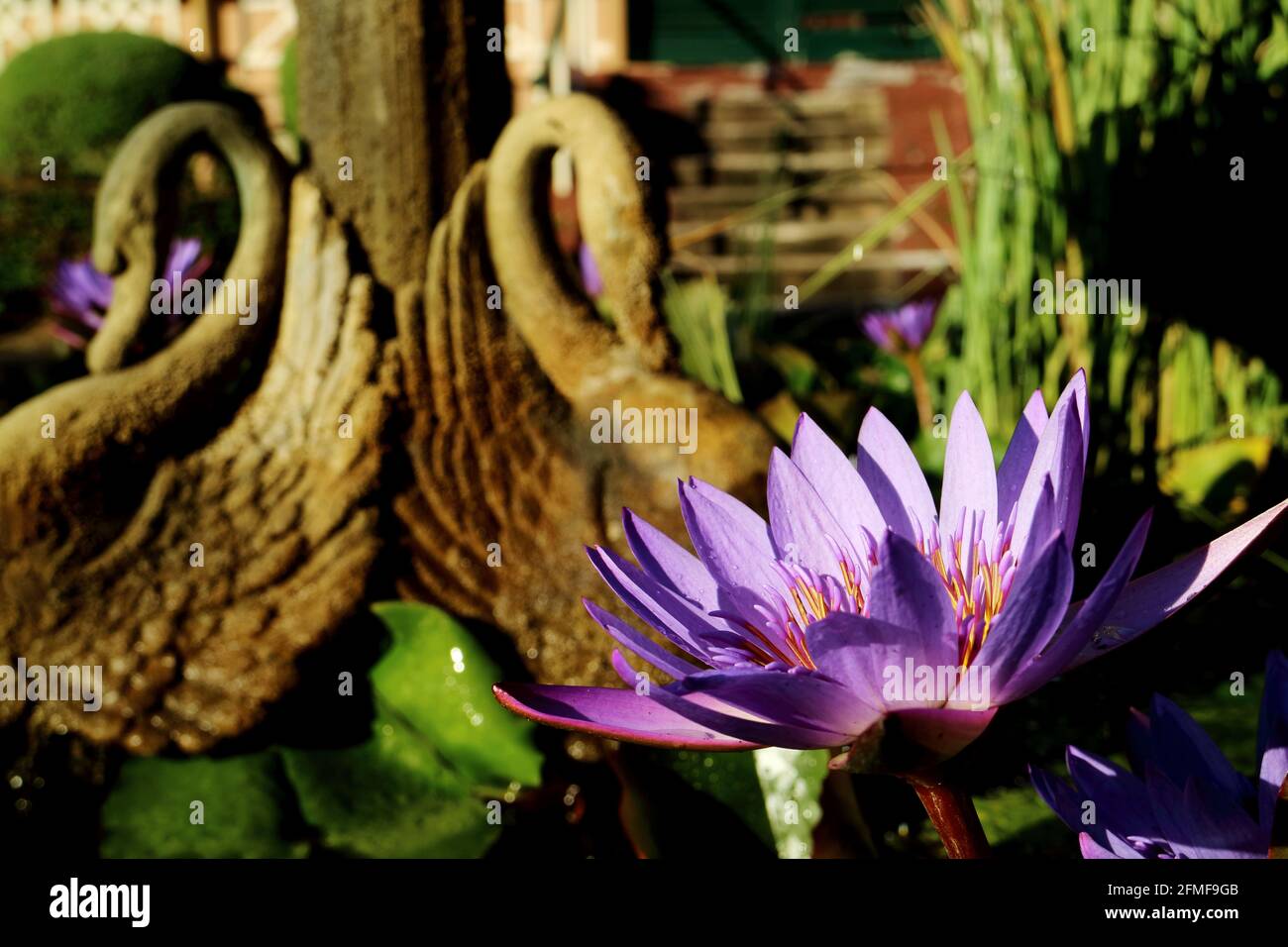 Purple Waterlily in a pond with swan figurines Stock Photo
