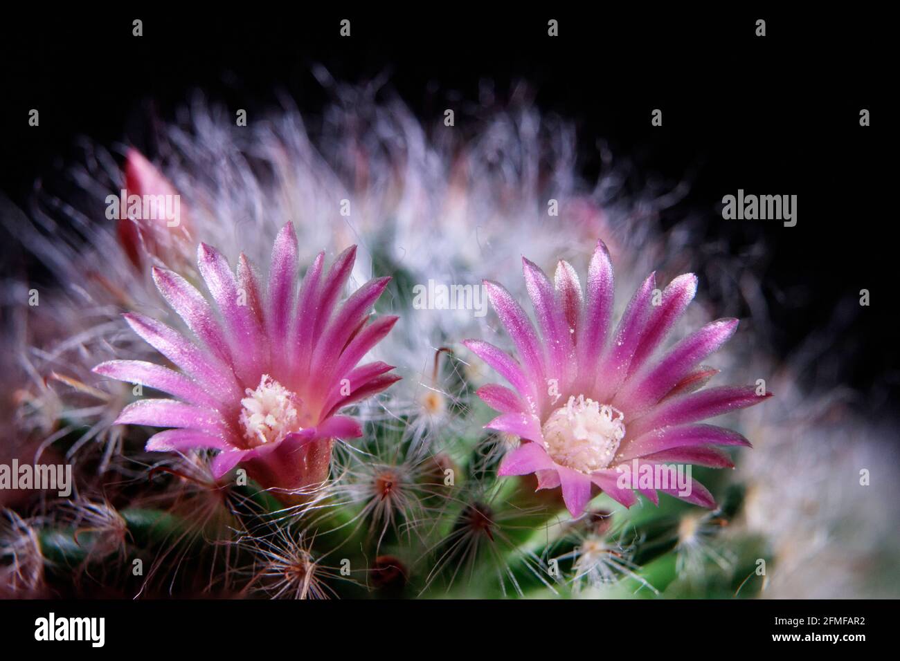 close up pink flower of mammillaria boscana cactus Stock Photo