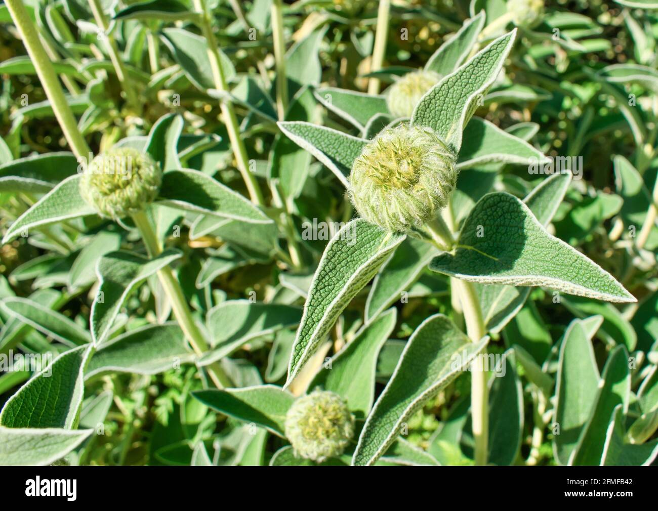 Andryala is a herbaceous plant native to the Iberian Peninsula and Morocco Stock Photo