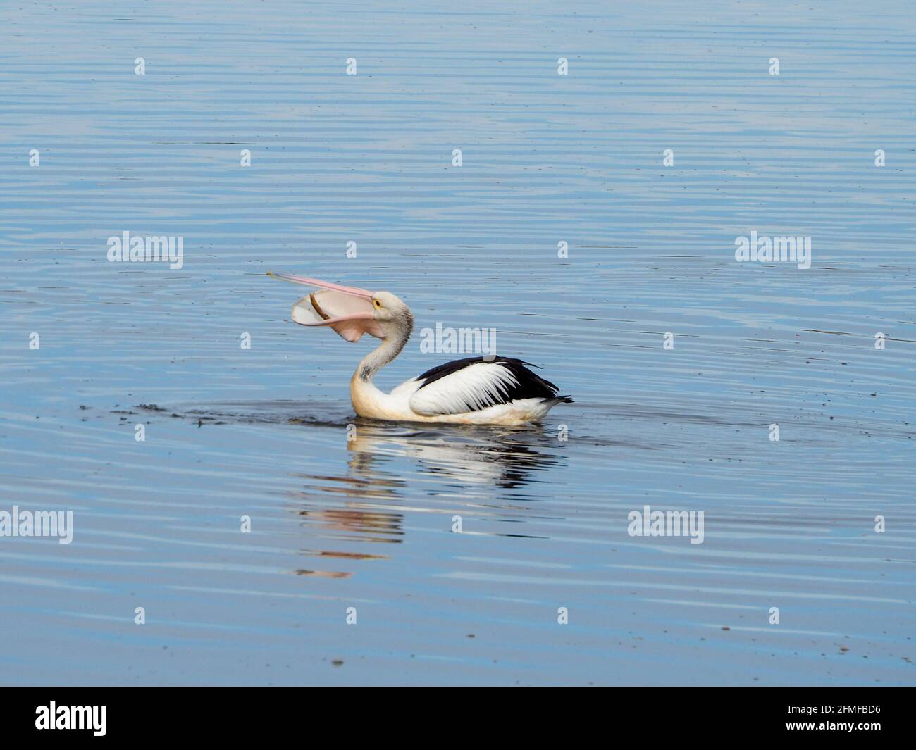 Bird, large Australian Pelican with some food, maybe fish it caught, in its pink throat pouch beak, mouth open Stock Photo