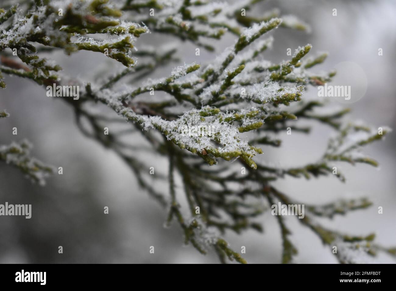 A closeup shot of a frozen branch of fir tree on the forest against a ...
