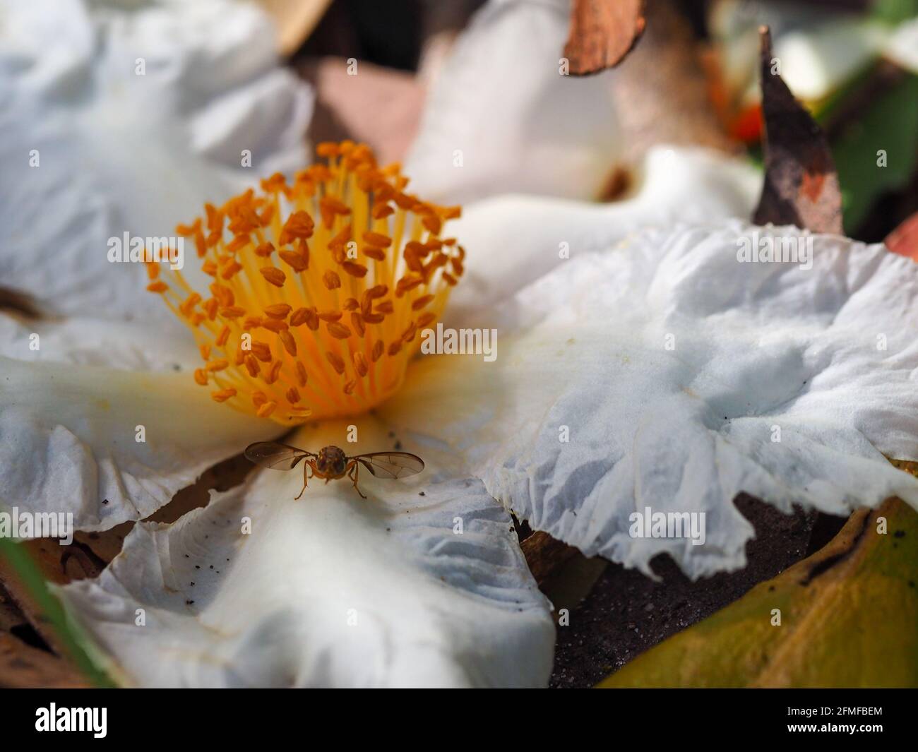 Macro of the bright yellow stamens and white petals of the Gordonia or Fried Egg Plant flower that has fallen from the tree sunny side up, and a bug Stock Photo