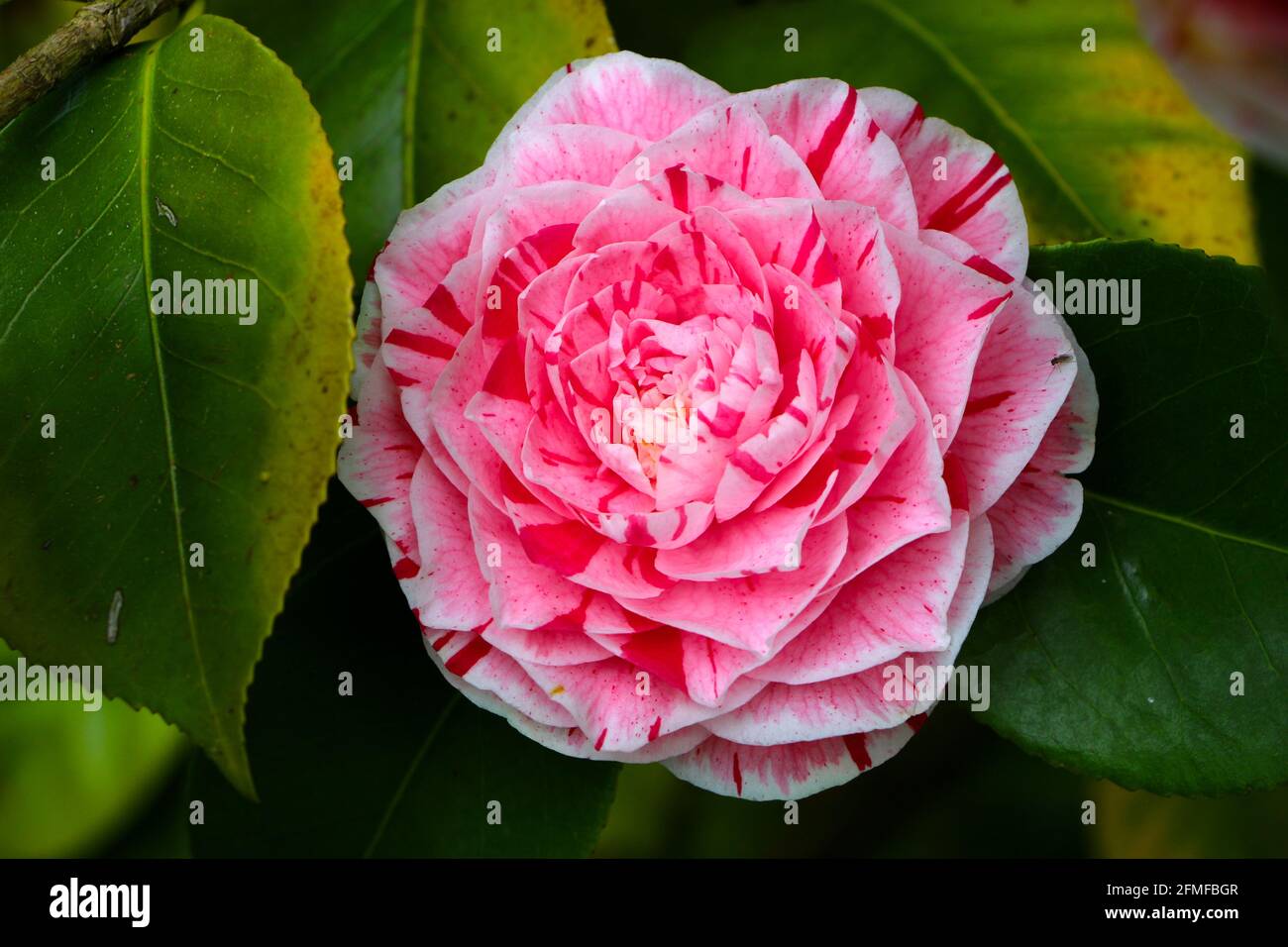 Jordan's Pride Camellia Camellia japonica Stock Photo
