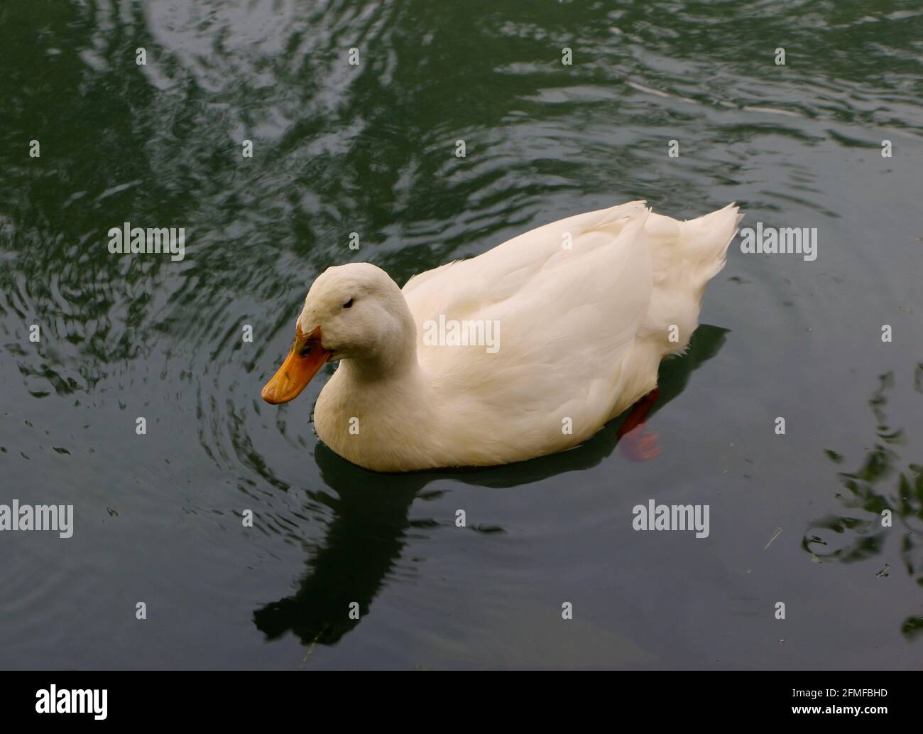 A white duck on the Ruente River a tributary of the River Saja Ruente Cantabria Spain Stock Photo