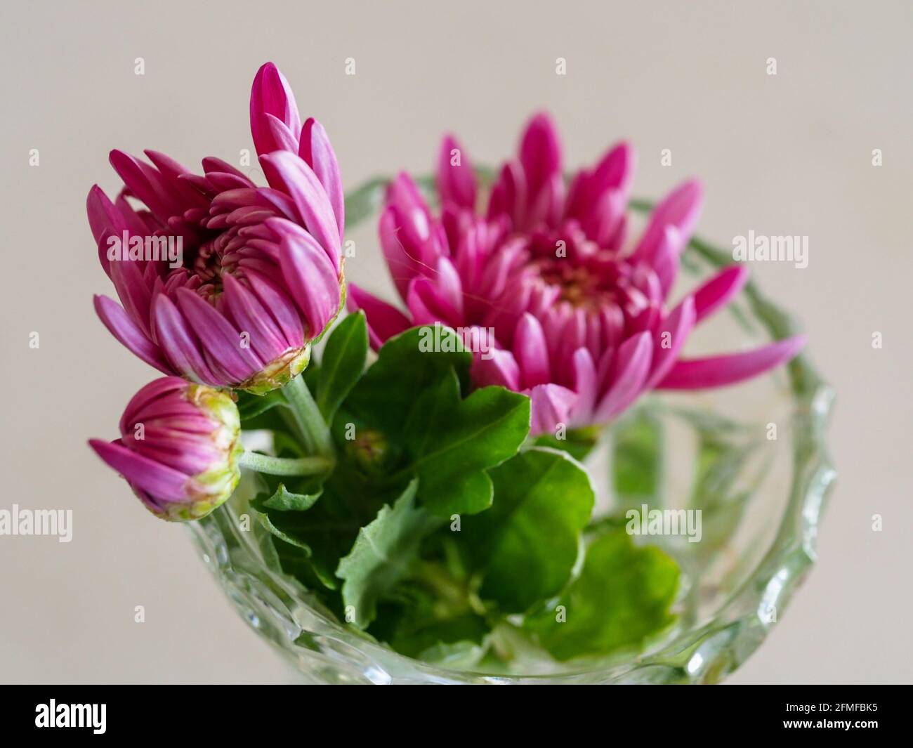Closeup of a three Magenta pink Chrysanthemum flower opening in a crystal vase Stock Photo